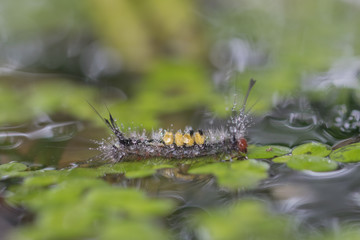 Beautiful caterpillar and water drop creeps on leaf.