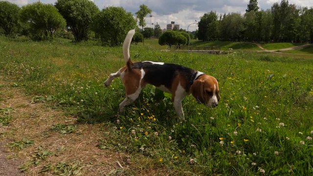 Beagle dog peeing and mark territory