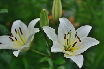 close-up of white lily flowers in transparent rain drops on green blurred background