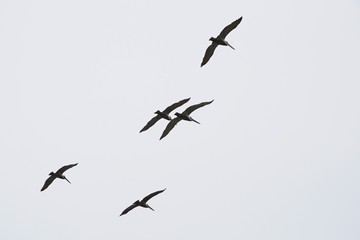 Birds flying at a beach near 17 mile Drive in Monterey, California, United States