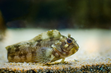 Underwater image of coral reef and tropical fishes