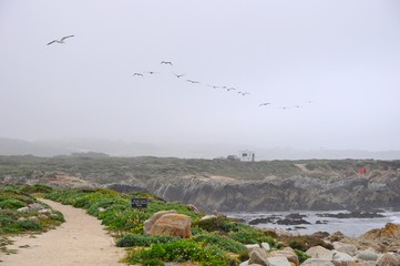 Fototapeta premium Birds flying at a beach near 17 mile Drive in Monterey, California, United States
