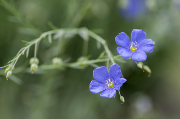 Linum lewisii perennial ornamental beautiful flowers, bright light blue flowering plant