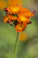 Orange Hawkweed flowers in bloom, wild ornamental flowering plants