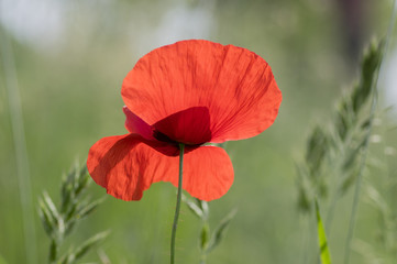 Papaver rhoeas meadow flower in bloom, red flowering wild plant