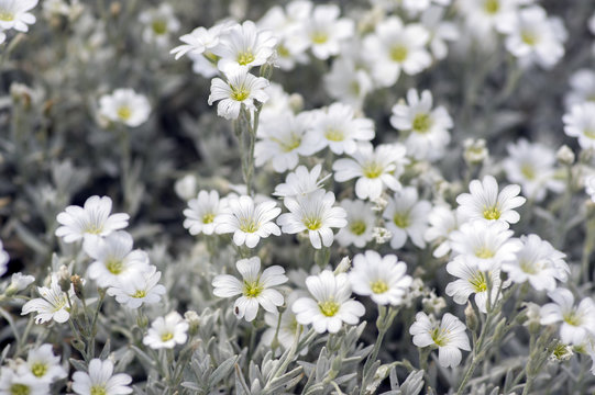 Cerastium tomentosum, Snow-in-Summer perennial flowers in bloom, group of white flowering plants on green background