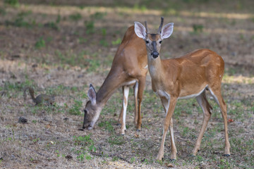 young deer eating