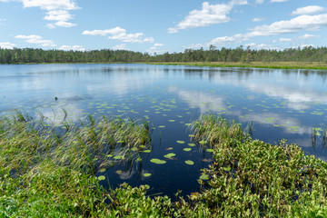 Sunny landscape view of a forest pond in Finland