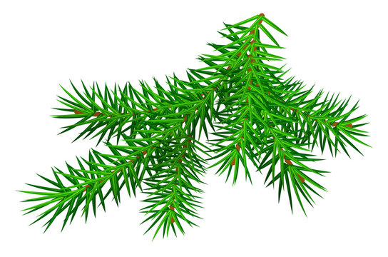Green branch pine tree isolated on white