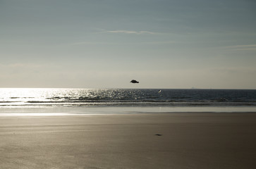 A flying bird over the sandy beach with a reflection