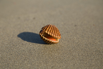 Fototapeta na wymiar A sea shell on the sandy beach