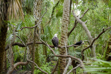American eagle