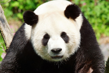 Face à face avec un panda géant 