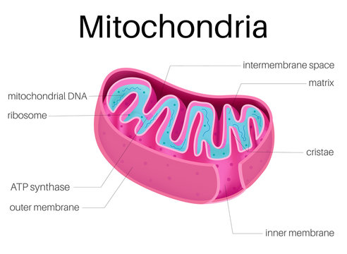 Illustration diagram of Mitochondria