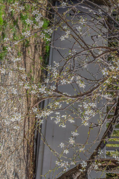 Sochi spring