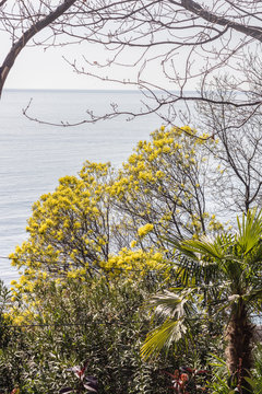 Sochi spring
