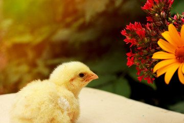 Adorable yellow  chicken with orange flower and red kalanchoe in old mug. Copy space.Summer-autumn still life concept