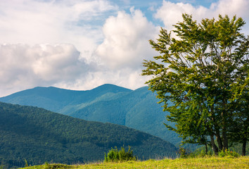 tree on the grassy meadow in mountains. early autumn countryside with beautiful cloudscape. lovely nature background