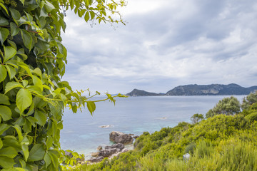 Ivy leafs at Corfu beach