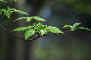 japanese garden leverkusen
