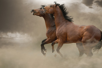 Two bay stallions are fighting in the dust