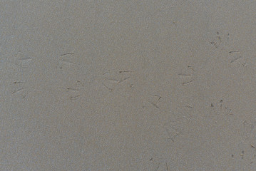 traces of seagulls on the sand