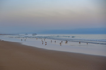 seagulls at dawn on the Atlantic ocean