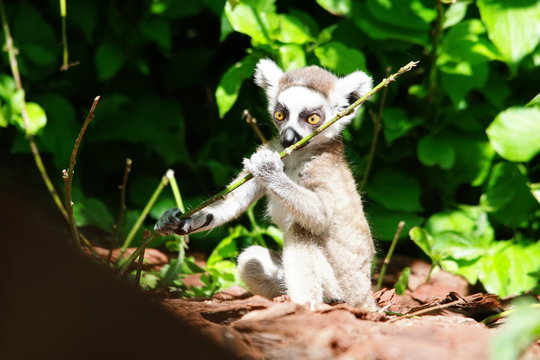 410 Best Komba Images Stock Photos Vectors Adobe Stock