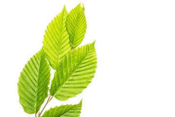 One whole fresh green plant elm branch with fresh rib leaves flatlay isolated on white