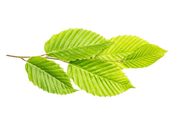 One whole fresh green plant elm branch with rib leaves flatlay isolated on white