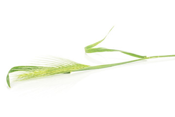 One whole fresh green plant barley mouse grass isolated on white