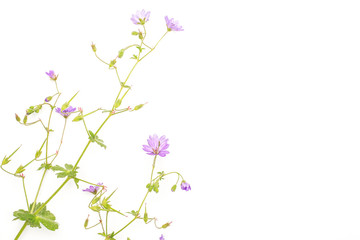 Obraz na płótnie Canvas One whole fresh green plant redstem filaree with small violet flowers flatlay isolated on white