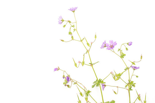 One whole fresh green plant redstem filaree flowers flatlay isolated on white
