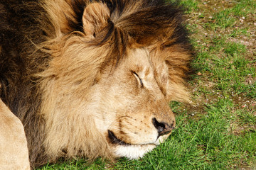 Lion dormant