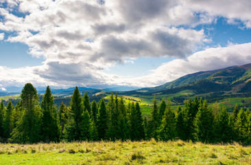 Fototapeta na wymiar spruce forest on the grassy hillside in mountains. lovely landscape with gorgeous sky