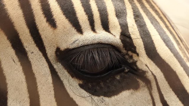 Zebra is looking for food.4k