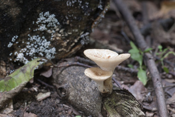 Polyporus squamosus mushroom