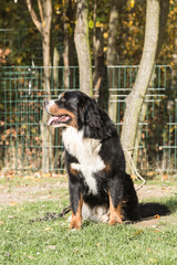portrait of a Bernese mountain dog on a walk in belgium