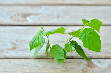 Struggling for life. Green plant growing through crack in the wooden floor. Selective focus.