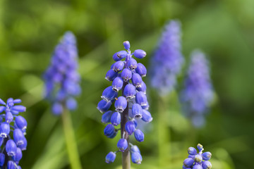 japanese garden leverkusen