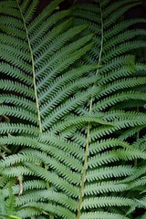 Ferns green frond texture plant