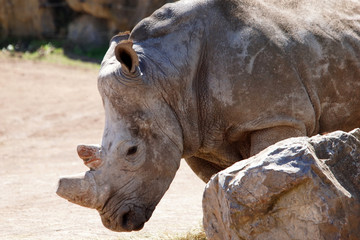 Obraz premium rhinocéros musclé