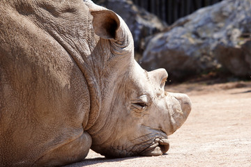 rhinocéros en train de dormir