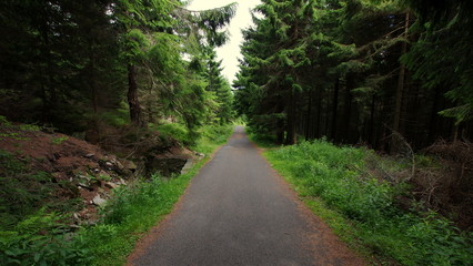 Fototapeta na wymiar Asfaltowa droga prowadząca przez ciemny, mroczny las