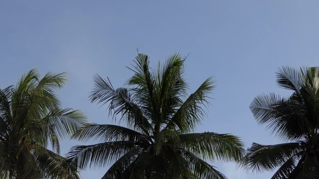 Coconut palm tree the beach.4k
