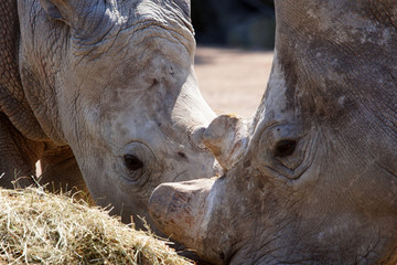 rhinos pendant leur repas