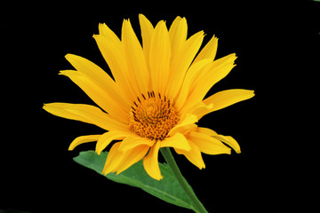 Beautiful yellow flower isolated on black