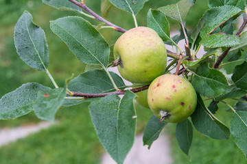 Unreife Äpfel an Baum