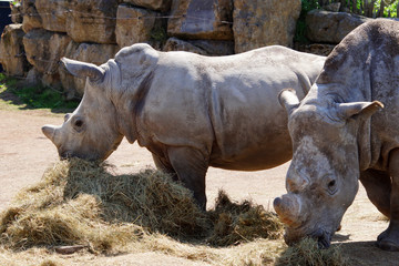 rhinos pendant leur repas