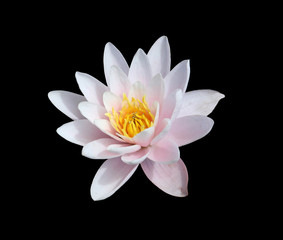 Beautiful pink water lily  isolated on black